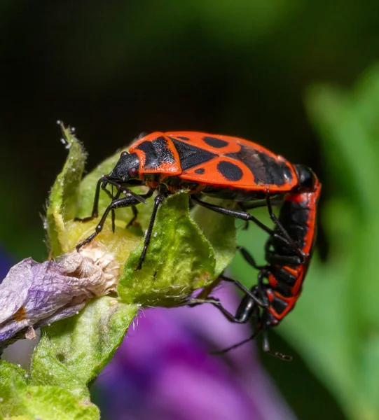 Low Angle Closeup Shot Showing Two Mating Firebugs Natural Ambiance — Stock Photo, Image