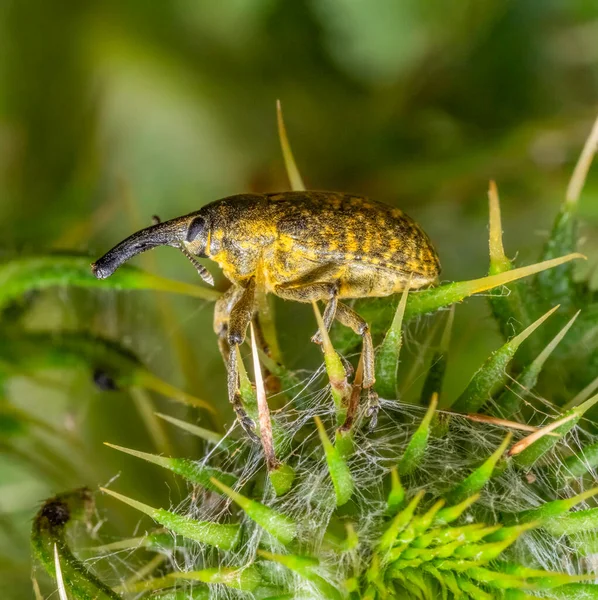 Sideways Low Angle Shot Canada Thistle Bud Weevil Thistle Flower — Stock fotografie