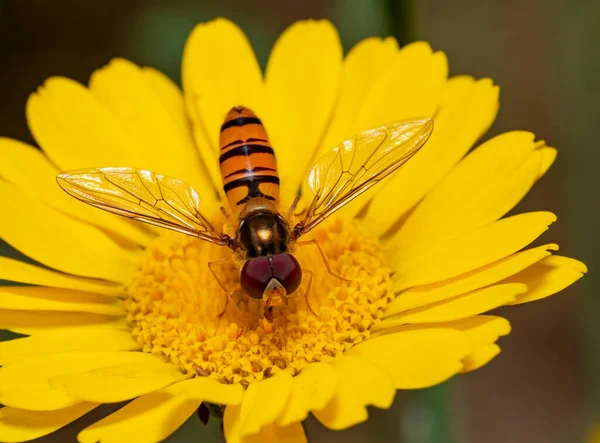 Closeup Shot Marmalade Hoverfly Resting Yellow Flower Head Stock Picture
