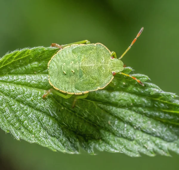 Macro Shot Mostrando Ninfa Insecto Escudo Verde Descansando Sobre Una — Foto de Stock