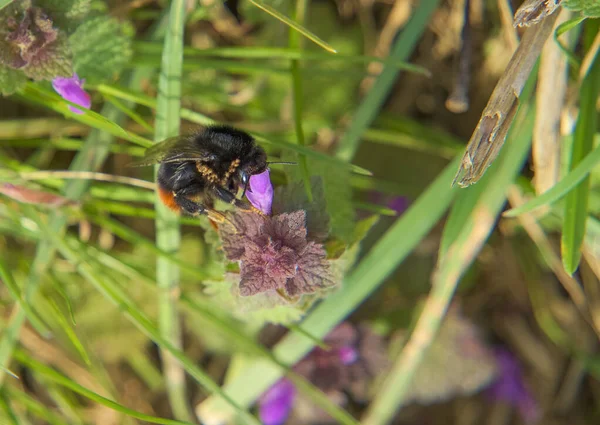 Bumblebee Com Ácaros Nele Chupando Uma Flor Violeta — Fotografia de Stock