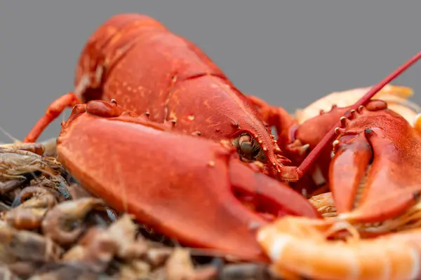 stock image Closeup shot of a cooked lobster and some other crayfish on a plate in grey back