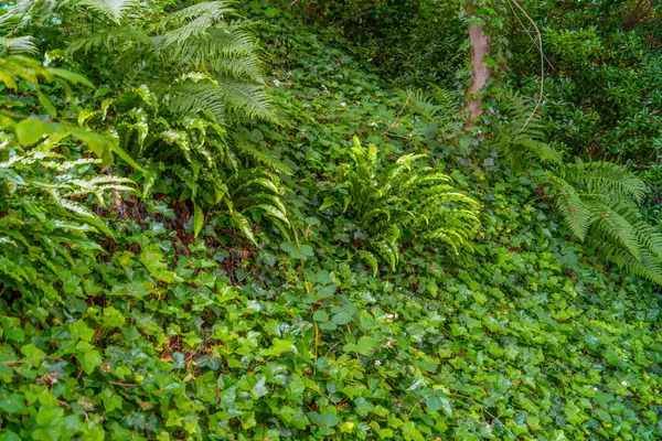 stock image Dense ground vegetation including ivy and fern seen in northern France