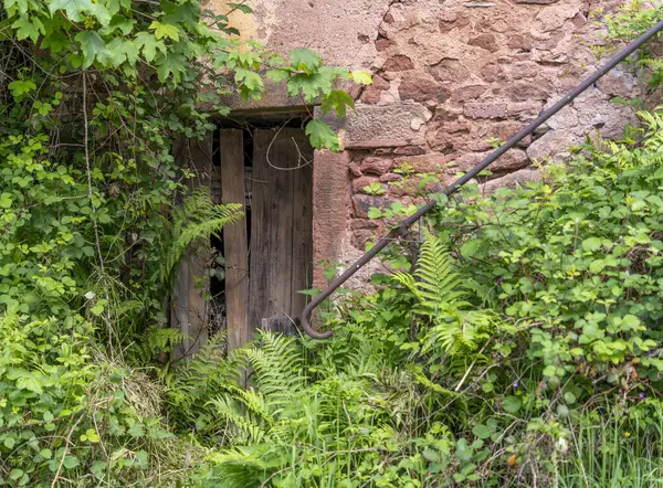 stock image Overgrown scenery including a rundown wooden door seen in Saulxures, a commune in the Bas-Rhin department in Grand Est in north-eastern France