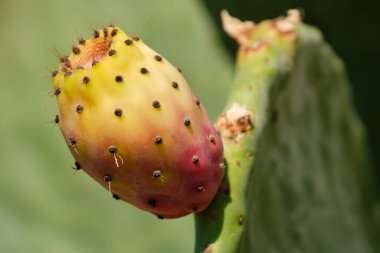 Opuntia, kaktüs familyasından bir armut cinsidir (Qrendi, Malta).