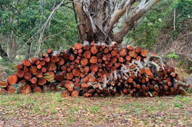 Soğuk havada yakacak odun olarak kullanılacak bir yığın Redgum kütüğü - Göller Girişi, Victoria, Avustralya