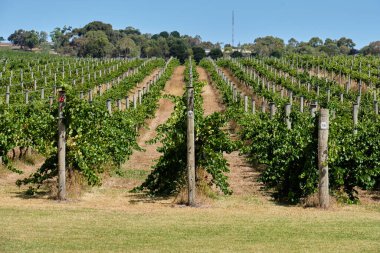 Bellarine Yarımadası 'ndaki asmalar Bellarine, Victoria, Avustralya