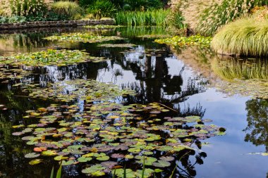 Lily Pond, Tazmanya Kraliyet Botanik Bahçeleri 'ndeki en güzel yerlerden biridir. Hobart, Victoria, Avustralya.