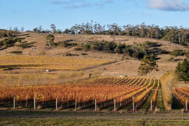 Üzüm bağında sonbahar - Apslawn, Tazmanya, Avustralya