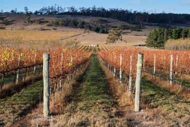 Üzüm bağında sonbahar - Apslawn, Tazmanya, Avustralya