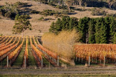 Üzüm bağında sonbahar - Apslawn, Tazmanya, Avustralya