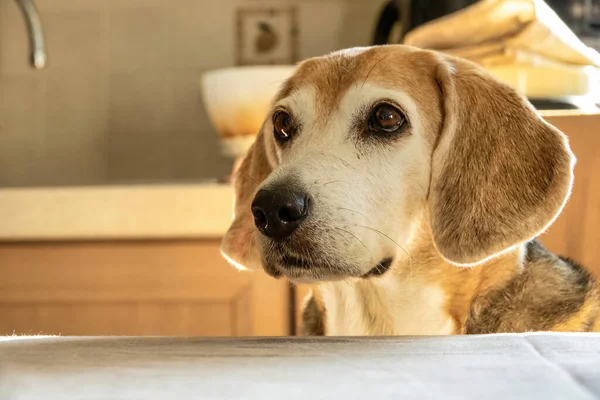 Alter Beagle Hund Blickt Geradeaus Sitzt Auf Einem Stuhl — Stockfoto