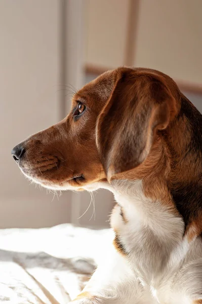 Beagle Hundeprofil Profil Sitzend Und Wegschauend — Stockfoto