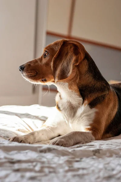 Beagle Hundeprofil Profil Sitzend Und Wegschauend — Stockfoto