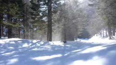 snowstorm with sun in the mountains, wind lifting and shaking the trees