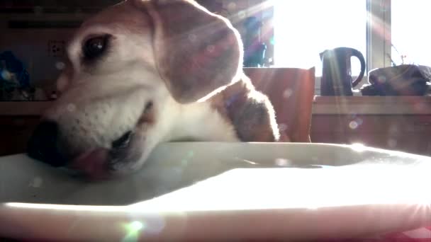 キッチンテーブルの上のプレートをなめるビーグル犬のクローズアップ — ストック動画