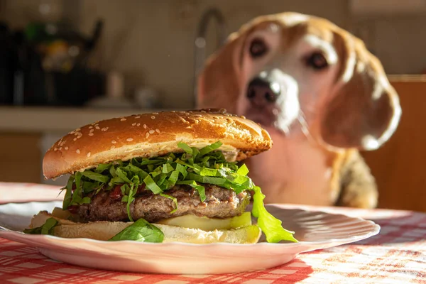 Cheeseburger Κοντινό Πλάνο Στο Τραπέζι Της Κουζίνας Ένα Θολό Σκυλί Εικόνα Αρχείου