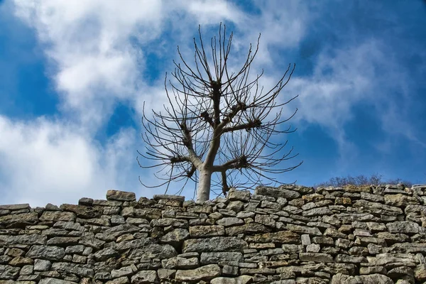 古代の乾式石垣で 後ろから見えるポプラの木がはためいている — ストック写真
