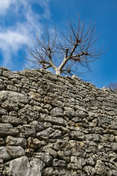 Arkadan Bakan Yapraksız Kavak Ağaçlarıyla Taşlardan Yapılmış Antik Kuru Taş — Stok fotoğraf