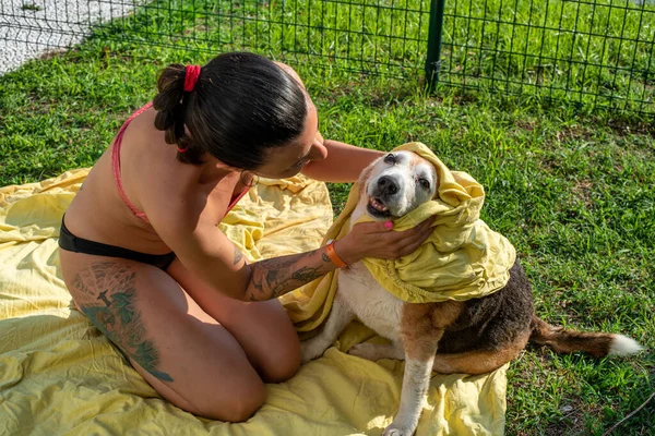 一位穿着比基尼的纹身女孩洗完澡后用一条黄色毛巾擦干了她的旧比格尔犬 — 图库照片