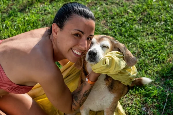 Wytatuowana Dziewczyna Bikini Suszy Swojego Starego Psa Beagle Żółtym Ręcznikiem — Zdjęcie stockowe