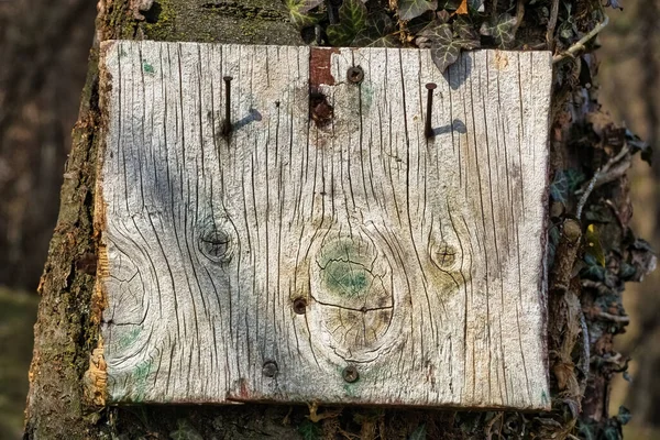 Деревянный Знак Прикрепленный Дереву Ногтями — стоковое фото