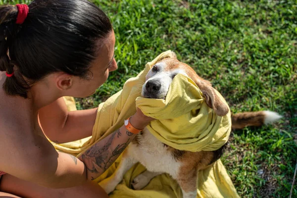 一位穿着比基尼的纹身女孩洗完澡后用一条黄色毛巾擦干了她的旧比格尔犬 — 图库照片
