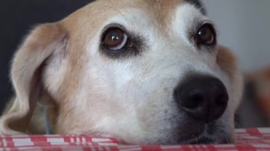 Yaşlı bir Beagle köpeğinin yakın plan fotoğrafı. Gözlerini oynatıyor, burnunu masaya dayamış.