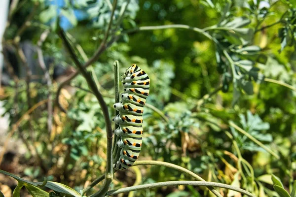 Caterpillar Perfectamente Camuflada Entorno Circundante —  Fotos de Stock