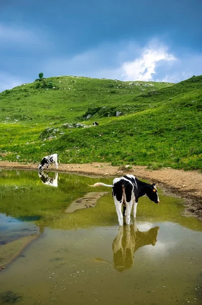 Two cows by a water puddle in a high-altitude pasture