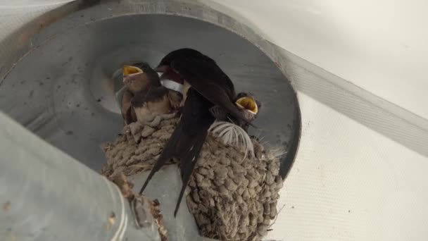 Hungry Young Swallows Nest Call Mother Fed — Stock Video