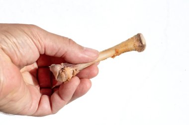  Male hand holding a stripped chicken bone against a white background clipart