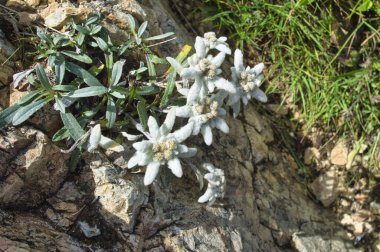 Vahşi Edelweiss alp yıldızı (leontopodium), Dolomitler, İtalya 