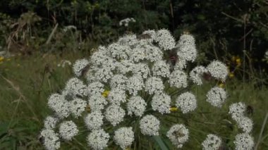 Philipomyia aprica, Apiaceae çiçeklerinin nektarıyla beslenirken Diptera ve Tabanidae familyasının bir böceği.