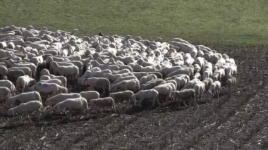 Koyun sürüsü ağır çekimde daireler çiziyor.