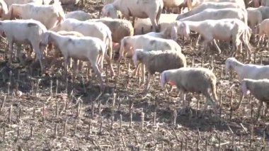 Ağır çekimde yürüyen koyun sürüsü