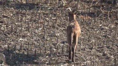 Koyun sürüsü iki çobanı takip ediyor.