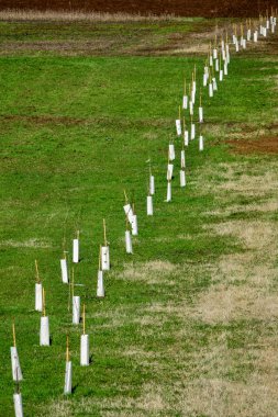 Küçük fidanlar, nehir kıyısını korumak için yeniden ağaçlandırmayı desteklemek için sıraya dizildiler..