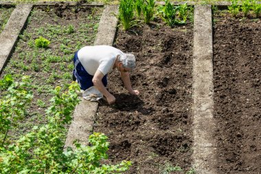 Yaşlı bir adam bahçesine bakıyor, güneşin altındaki bir sebze bahçesinin üzerine çömelmiş. Yeşillik ve büyüyen bitkilerle çevrelenmiş, toprağı özveriyle işliyor. Görüntü huzurlu bir kırsal anı yakalıyor, geleneği ve sürdürülebilirliği vurguluyor.