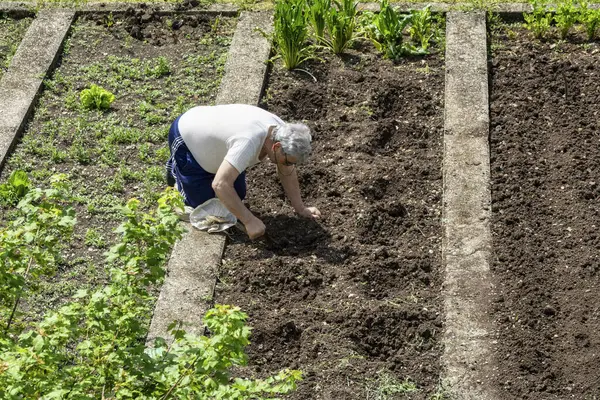 Yaşlı bir adam bahçesine bakıyor, güneşin altındaki bir sebze bahçesinin üzerine çömelmiş. Yeşillik ve büyüyen bitkilerle çevrelenmiş, toprağı özveriyle işliyor. Görüntü huzurlu bir kırsal anı yakalıyor, geleneği ve sürdürülebilirliği vurguluyor.
