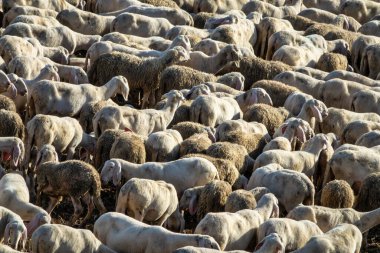 Yoğun bir koyun sürüsü, kırsal bir ortamda sıkıca bir araya toplanmış, sıcak, doğal bir ışıkla yakalanmış. Hayvanlar beyaz ve kahverengi yün dokularının bir karışımını sergiler, bazıları kırpılmış ve diğerleri tamamen kaplanmış, ritmik ve organik bir desen oluştururlar. Kulakları...
