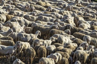 Yeşil bir bitki sapında çiftleşen iki çekirgenin inanılmaz bir detay ve berraklıkla çekilmiş yakın çekim makro fotoğrafı. Kompozisyon, böceklerin dış iskeletlerinin karmaşık dokusunun yanı sıra doğal davranışlarını da vurguluyor.