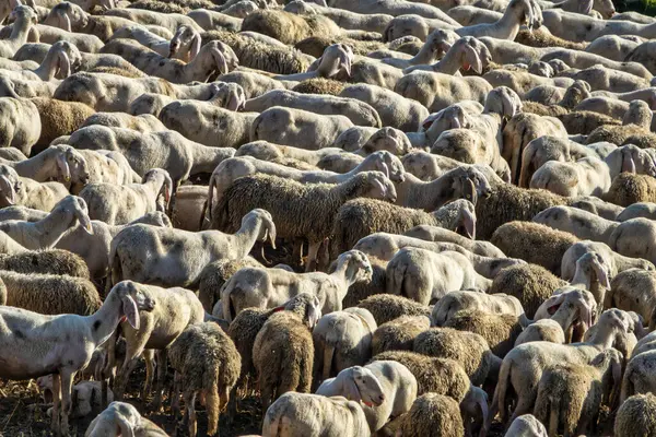 Yeşil bir bitki sapında çiftleşen iki çekirgenin inanılmaz bir detay ve berraklıkla çekilmiş yakın çekim makro fotoğrafı. Kompozisyon, böceklerin dış iskeletlerinin karmaşık dokusunun yanı sıra doğal davranışlarını da vurguluyor.