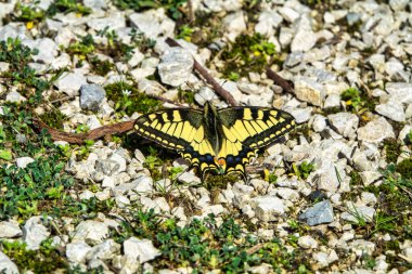 Güzel bir kırlangıç kelebeği (Papilio machaon), küçük çimen ve yabani bitkilerle çevrili çakıl yolu üzerinde kanatları tamamen açık olarak dinlenir. Siyah kenarlı canlı sarı kanatlar, mavi dokunuşlar ve küçük turuncu bir göz kapağı oluşturur. 