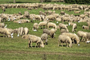 Büyük bir koyun sürüsü güneşin altında yemyeşil bir çayırda huzur içinde otluyor. Çok sayıda beyaz kuş, muhtemelen sığır balıkçılları, hayvanlar arasında hareket ederek türler arasında uyumlu bir birliktelik ortamı yaratıyor. Görüntü otantik bir anı yakalar 