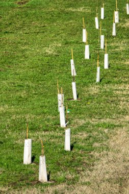 Yeni dikilmiş düzgün bir sıra genç ağaç, yenilenmeyi ve çevresel bağlılığı sembolize eden yeşil bir çimenlikte duruyor. Her fidan delinmiş beyaz plastik bir tüple korunuyor. Rüzgardan, hayvanlardan ve elementlerden koruyor. Tahta bir kazık suyu.