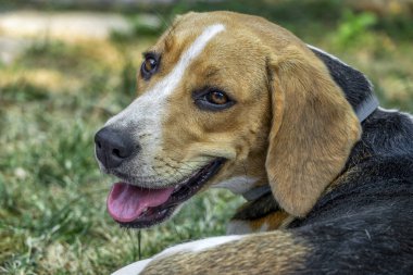 Neşeli bir Beagle köpeği bahçede dikiliyor, dilini dışarı çıkararak yan tarafa bakıyor. Köpek bir tasma takıyor ve çiçekler ve yeşilliklerle çevrili. Doğal gün ışığında yakalanan bu yakın çekim, türlerin ayırt edici özelliklerini vurguluyor.