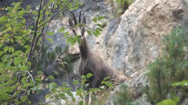 Yaban Alp papağanı (Rupicapra rupicapra) yeşil bitki örtüsüyle çevrili kayalık arazide dinleniyor. Doğal ortamında vahşi yaşam fotoğrafçılığı, dağ doğasının ve vahşi doğanın sembolü..