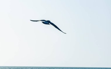 Kumsalda yiyecek arayan çeşitli deniz kuşları. Denizdeki martılar gibi. deniz kuşları