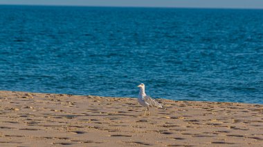 Various sea birds looking for a food on a beach. seagulls on the sea. sea birds